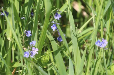 Bir çiçeğe yakın çekim