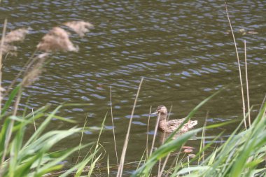Suda yüzen bir kuş.