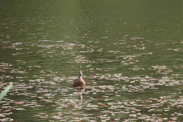 Um bando de gaivotas ao lado de um corpo de água — Fotografia de Stock