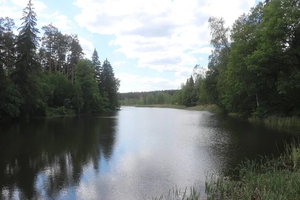 Річка протікає через ліс — стокове фото