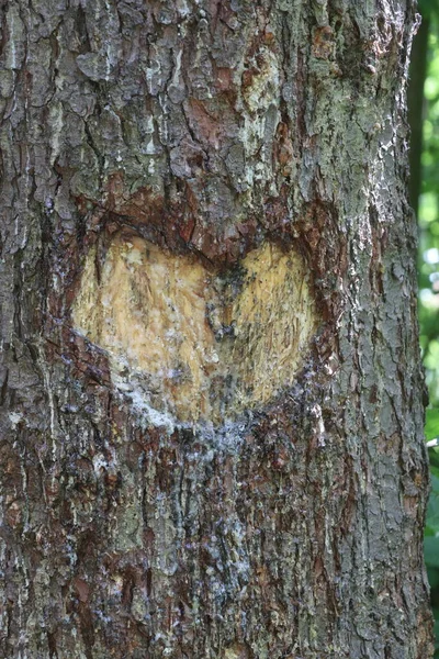 Un gros plan d'un arbre — Photo