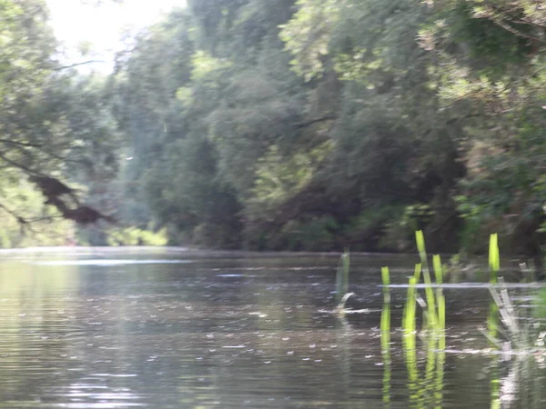 Un río corriendo a través de un bosque —  Fotos de Stock