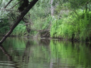 Suyun yanında bir ağaç.