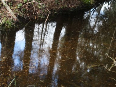 Suyun yanında bir ağaç.