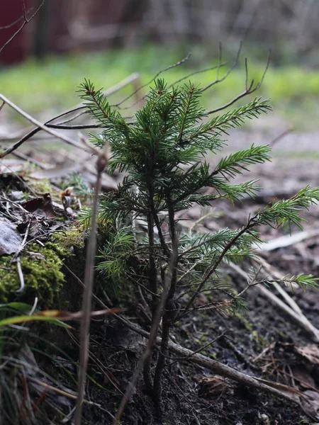 Um pássaro sentado em cima de um campo coberto de grama — Fotografia de Stock