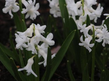 Bir çiçeğe yakın çekim