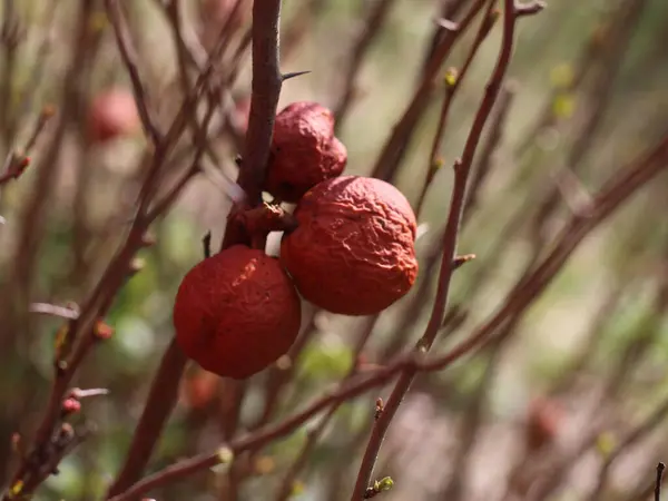 Una manzana colgando de un árbol —  Fotos de Stock