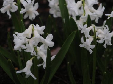 Bir çiçeğe yakın çekim