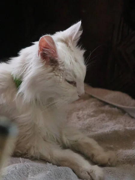 Un gatto sdraiato su un letto — Foto Stock