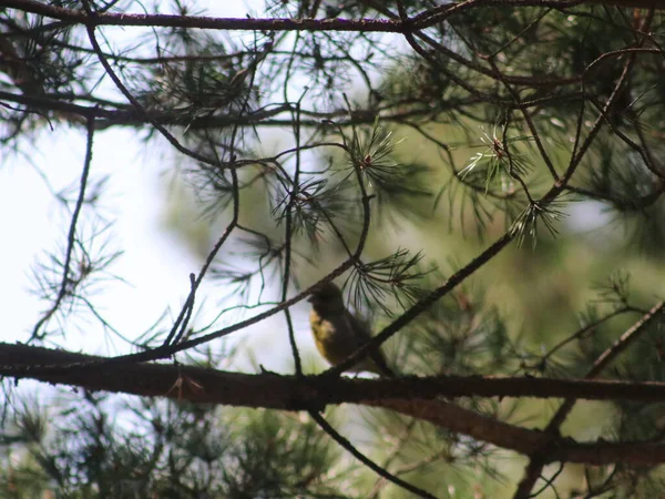 木の枝に鳥が倒れた。 — ストック写真