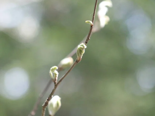 Un primer plano de un árbol — Foto de Stock