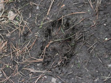 Yerde yatan bir kuş.