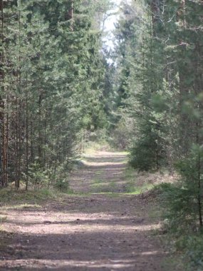 Ormanın ortasında bir ağaç.