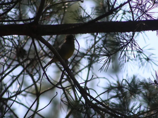 Um pássaro empoleirado em um galho de árvore — Fotografia de Stock