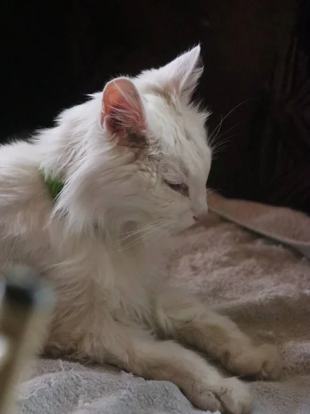 Un gatto sdraiato su un letto — Foto Stock