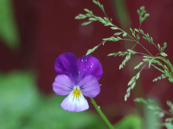 一朵花的特写 — 图库照片