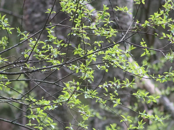 Verdes frescos de primavera sobre fondo gris oscuro — Foto de Stock