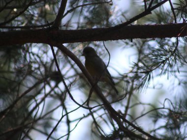 Ağaç dalına tünemiş bir kuş