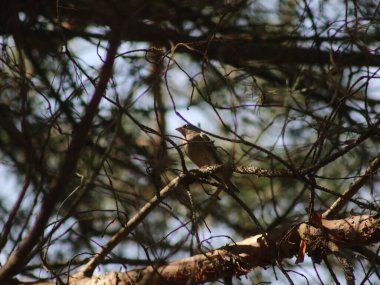 Ağaç dalına tünemiş bir kuş