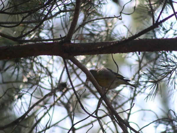 나뭇가지에 앉아 있는 새 — 스톡 사진