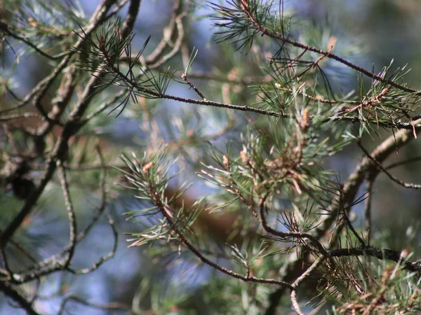 Un pájaro posado en una rama de árbol —  Fotos de Stock