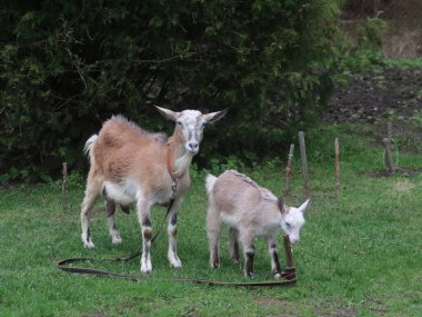 Çimlerin üzerinde duran bir keçi