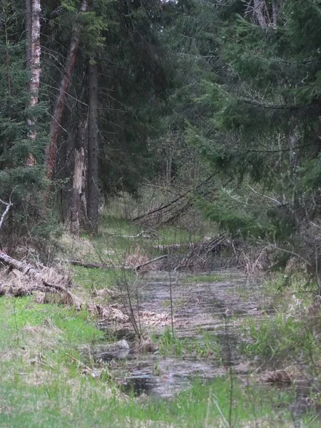 Ein Baum im Wald — Stockfoto