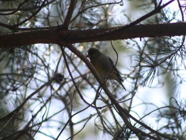Ağaç dalına tünemiş bir kuş