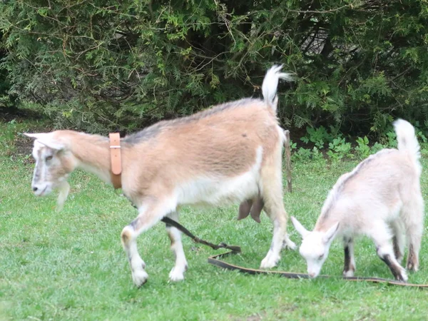 Une chèvre debout sur un champ couvert d'herbe — Photo