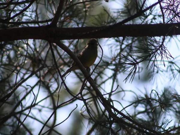 Птица сидела на ветке дерева — стоковое фото