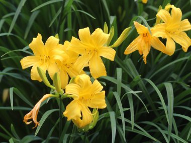 Mor çiçeklerle dolu bir vazo.