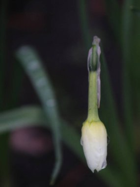 Bir çiçeğe yakın çekim