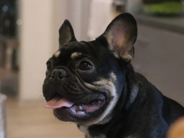 A close up of a dog — Stock Photo, Image