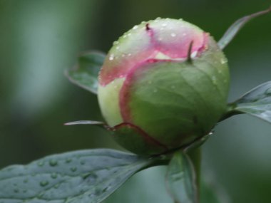 Bir çiçeğe yakın çekim