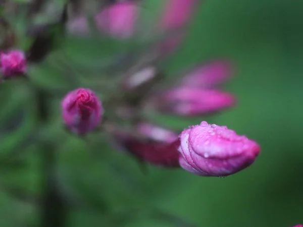 Um close de uma flor — Fotografia de Stock