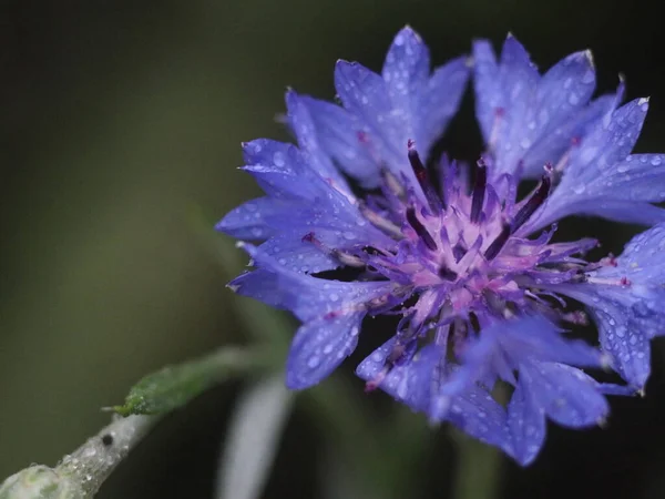 Un primer plano de una flor — Foto de Stock