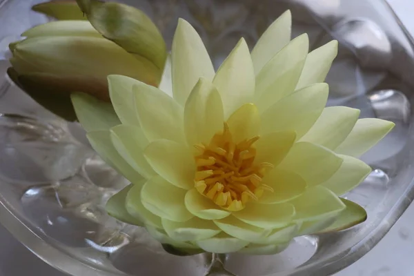 A close up of a flower — Stock Photo, Image