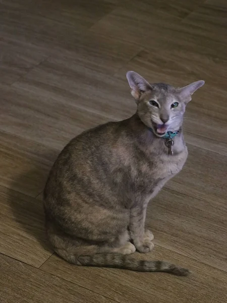 Een close-up van een kat — Stockfoto