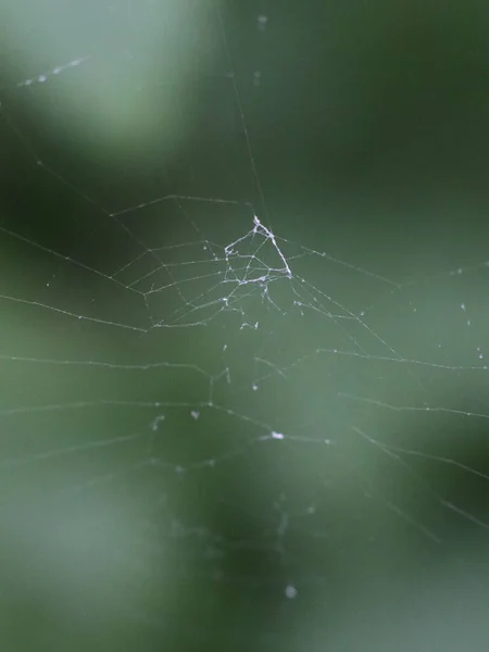 Cobweb sur fond de forêt verte — Photo