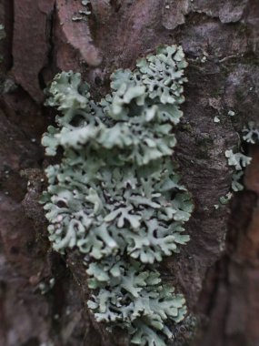 Ağaç gövdesinde güzel yosun