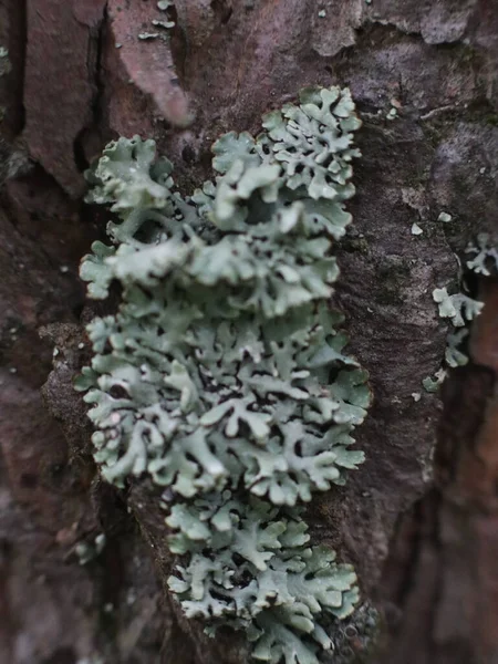 Ağaç gövdesinde güzel yosun
