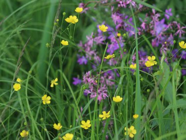 Çiçek bahçesine yakın çekim
