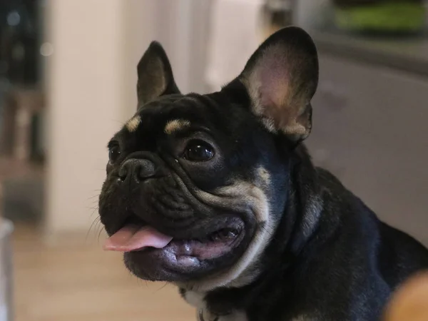 Een hond die naar de camera kijkt — Stockfoto