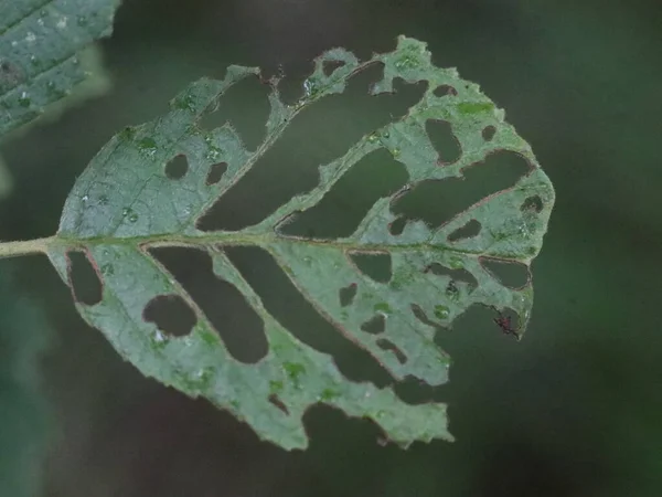 虫を食べる木の葉の終わり — ストック写真