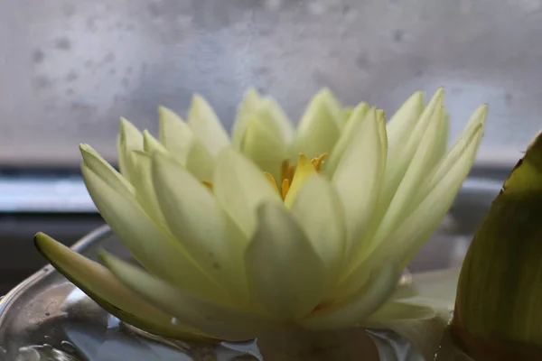 Weiße Seerose im Wasser in einer Kristallvase — Stockfoto