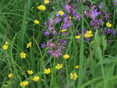 Çiçek bahçesine yakın çekim