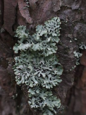 Ağaç gövdesinde güzel yosun