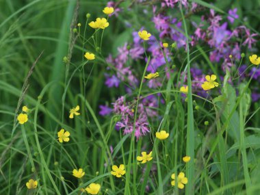 Çiçek bahçesine yakın çekim
