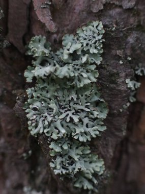 Ağaç gövdesinde güzel yosun