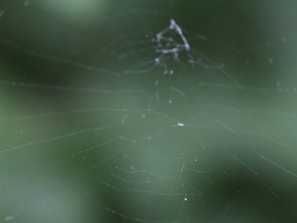 Cobweb sur fond de forêt verte — Photo